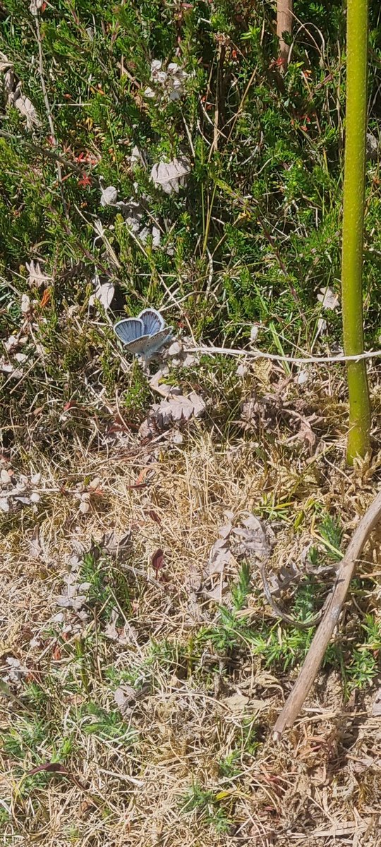 DavidDowding2's tweet image. During a successful search for larvae and pupae amongst the heather 🐛 🐜 , was not surprised to find a dozen SSB's already flying in Ipswich today, a fortnight ahead of schedule 🦋 @BC_Suffolk