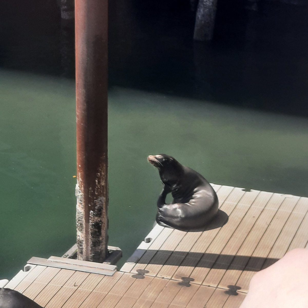 go my poop seals