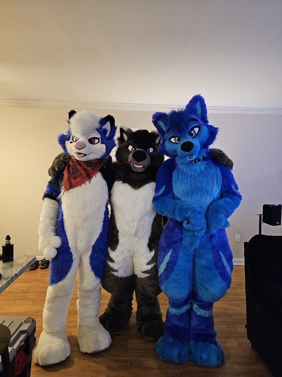 It's a full time job taking care of two blue huskies