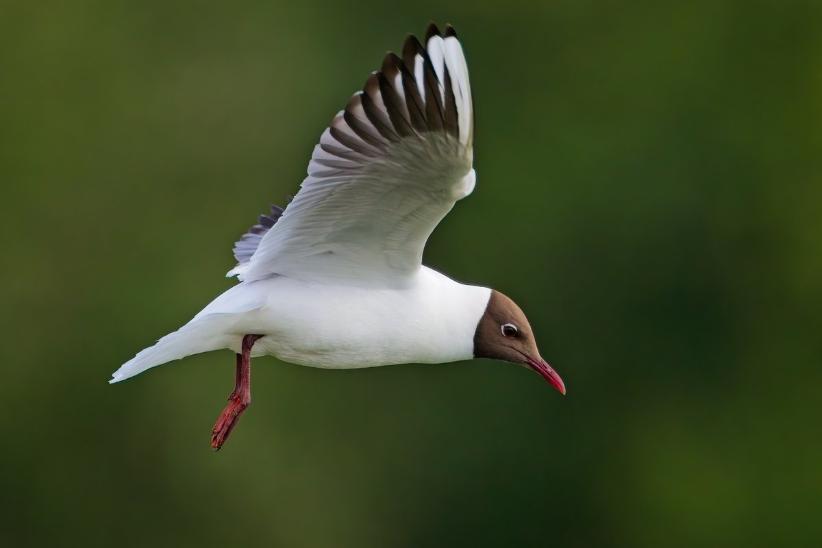 martin price (@smart0406) on Twitter photo Black-headed Gull over the nesting colony on South Lake at <a href="/WWTSlimbridge/">WWT Slimbridge</a> <a href="/slimbridge_wild/">Slimbridge Sightings</a> #glosbirds #birds #birdphotography Black-headed Gull over the nesting colony on South Lake at <a href="/WWTSlimbridge/">WWT Slimbridge</a> <a href="/slimbridge_wild/">Slimbridge Sightings</a> #glosbirds #birds #birdphotography