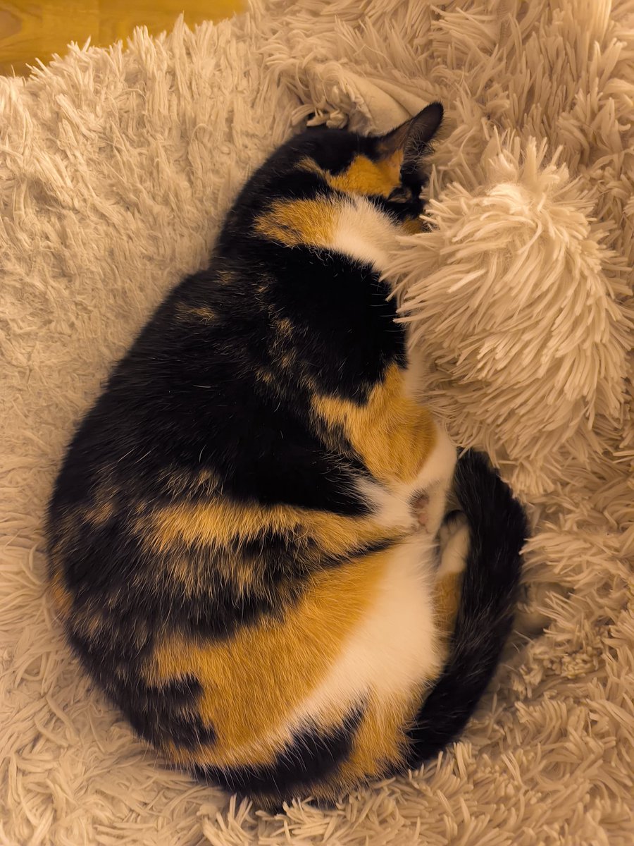 Maja von den #nordstadtkatzen hat sich schon eingekuschelt und wünsche allen schöne Träume 😴🥰