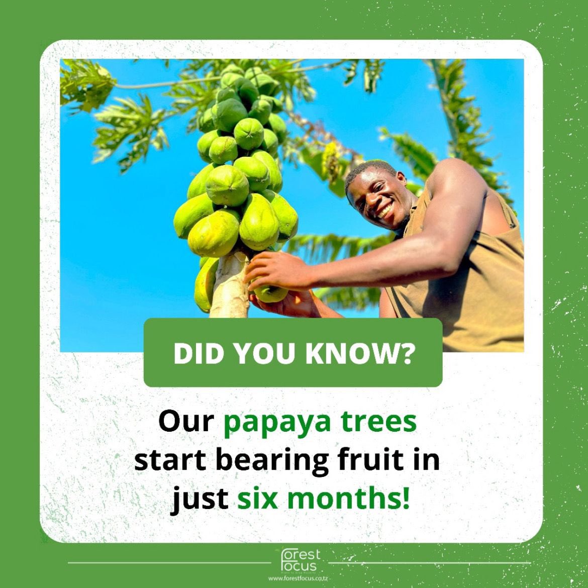 We provide fast-growing papaya trees that bear fruit within six months, giving small-scale farmers a quicker path to income. This early harvest helps reduce the need for cutting down trees for timber or charcoal.

Farming with purpose. Growing with impact. 🌱 Let’s help more