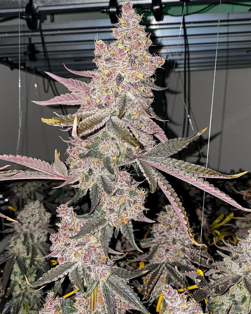 💨 🥶 🧊 ❄️ 

Metechi montage 
Week 9 day 62 
Breed by bigpondgenetics 
Feed cropsalt since day 1