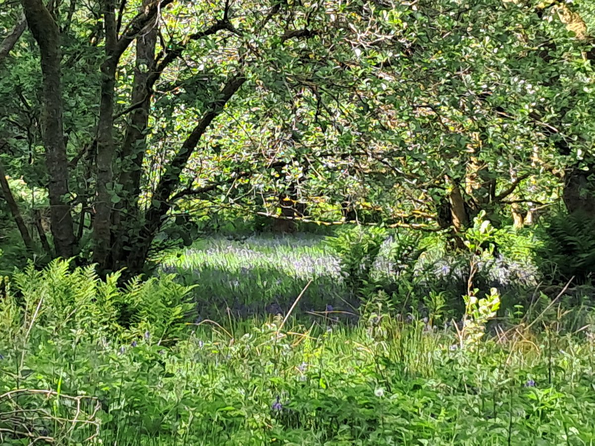 One of the best things about working for yourself is that you can decide when! Making the most of the weather this afternoon - we can work when its raining!! 😂

Sidney very happy - took him on one of his favourite walks  and there are still bluebells!

#sunshine #worklifebalance