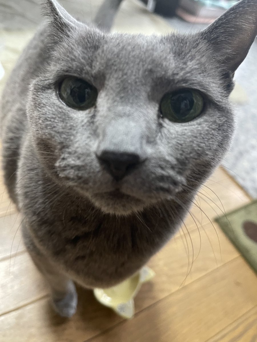 rinrin7481's tweet image. おはようございます😊😼😸
最近朝はどんより曇り🌥️
でもこの寒くなく暑くもないこの時期が好き😊でもちょっと寒い💦
茶😸はアゴの下を撫でられるのが好き❤️自分からアゴを突き出す🙀
女優は尻尾の付け根🙀とても気持良いと😽
これを逆にやると…
茶😸は尻尾は嫌がる😾
女優はアゴ🆗
ステキな週末を✨✨