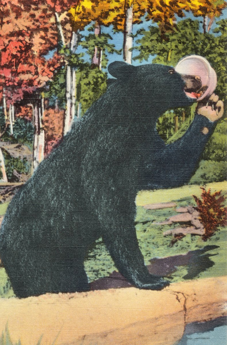 Eleonor51995159's tweet photo. It is a beautiful bear.😍 https://t.co/jD76dh8eyK