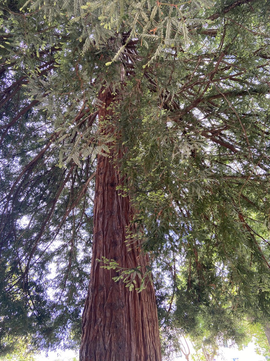 isalara's tweet image. Omg!!! My worlds are colliding!!! #NASA #spacegeek #moontree @NASAhistory