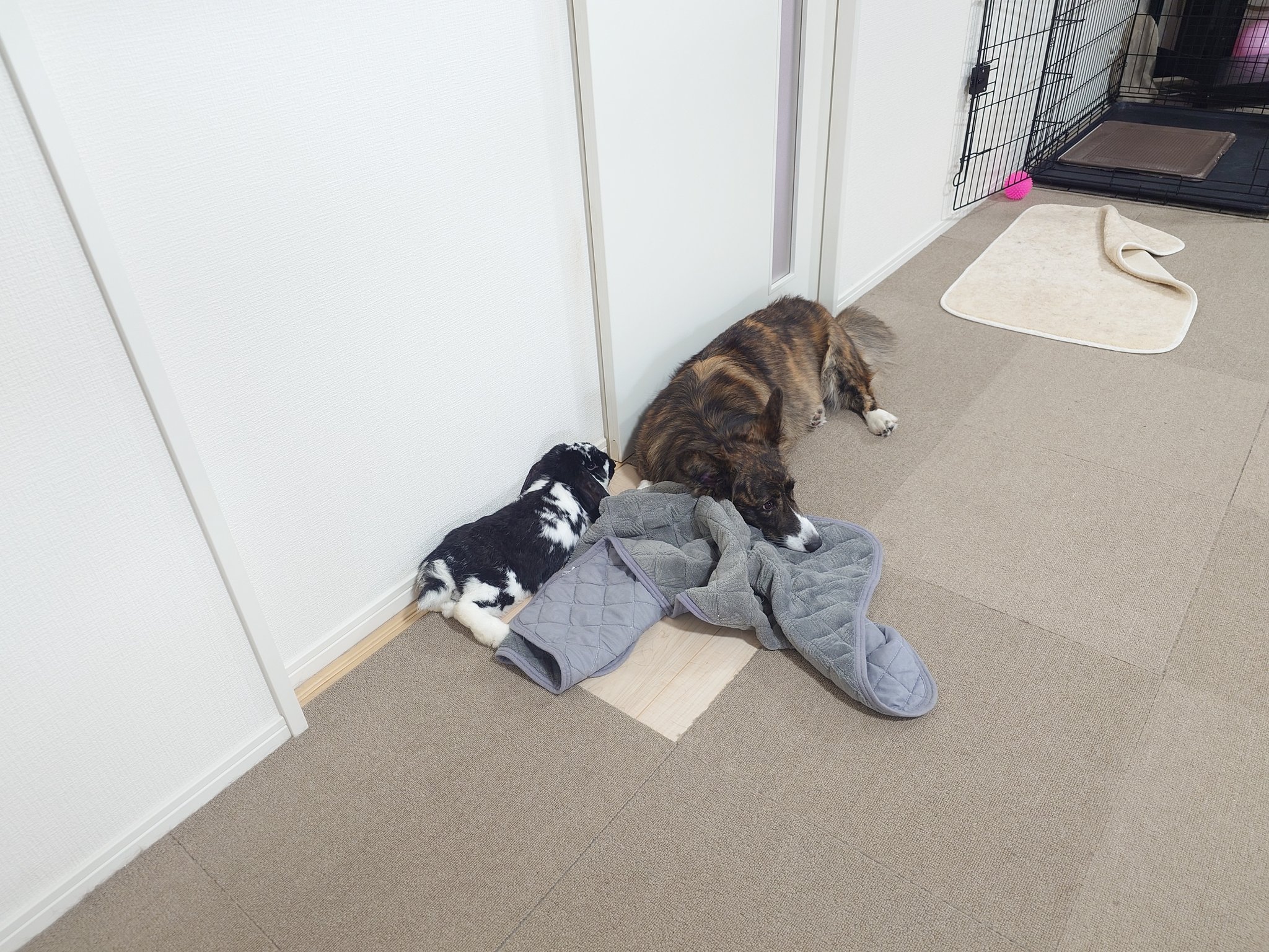 ミニロップイヤー - Search / X