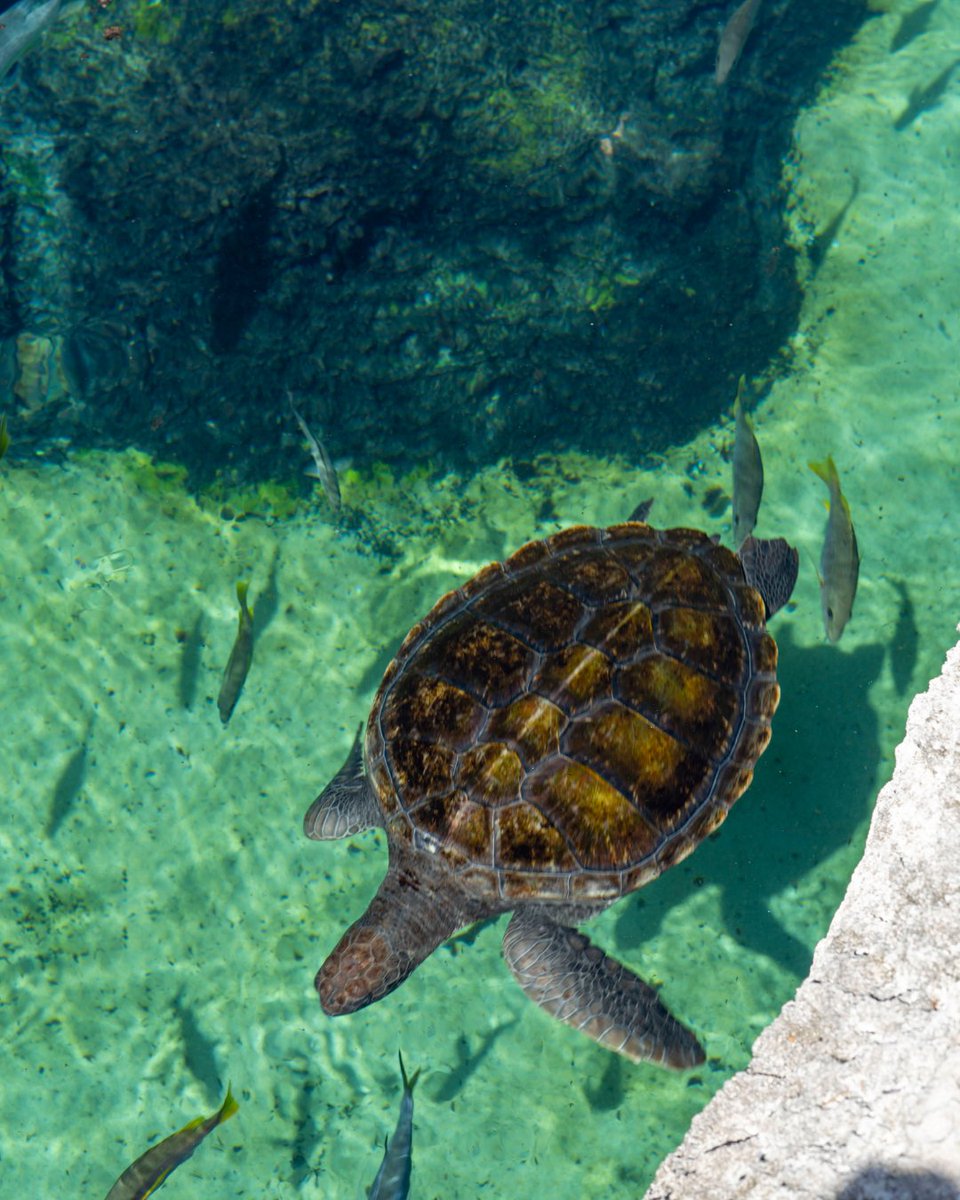 Cayman Turtle Centre tweet media
