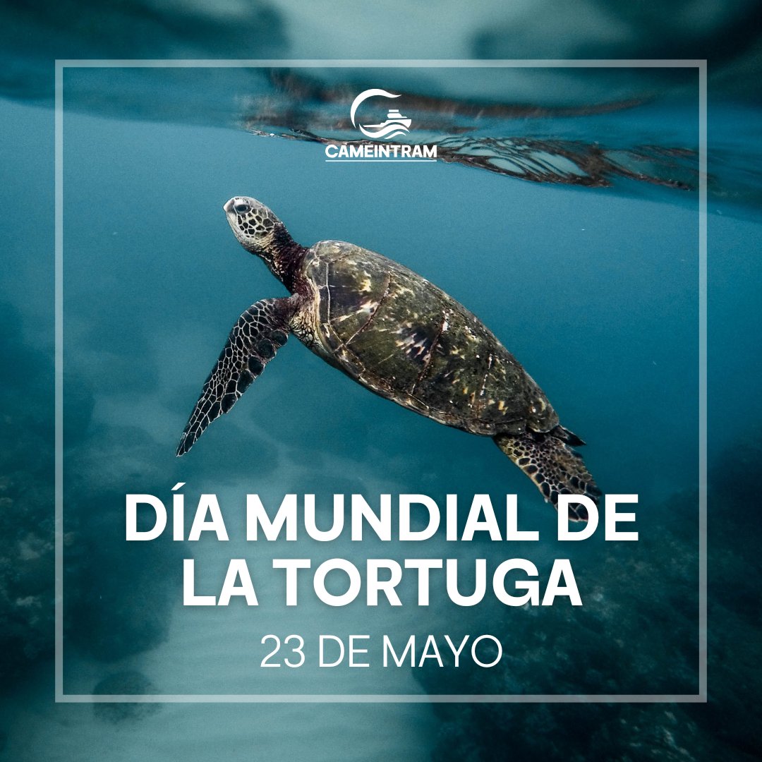CAMEINTRAM (@cameintram) on Twitter photo Hoy es el #DíaMundialDeLaTortuga 🌍
En <a href="/CAMEINTRAM/">CAMEINTRAM</a> resaltamos la urgencia de proteger a esta especie clave para nuestros ecosistemas.
Reducir plásticos, conservar hábitats y actuar con responsabilidad ambiental es tarea de todos.
#ConservaciónAmbiental #DeLaConcienciaAlaAcción Hoy es el #DíaMundialDeLaTortuga 🌍
En <a href="/CAMEINTRAM/">CAMEINTRAM</a> resaltamos la urgencia de proteger a esta especie clave para nuestros ecosistemas.
Reducir plásticos, conservar hábitats y actuar con responsabilidad ambiental es tarea de todos.
#ConservaciónAmbiental #DeLaConcienciaAlaAcción