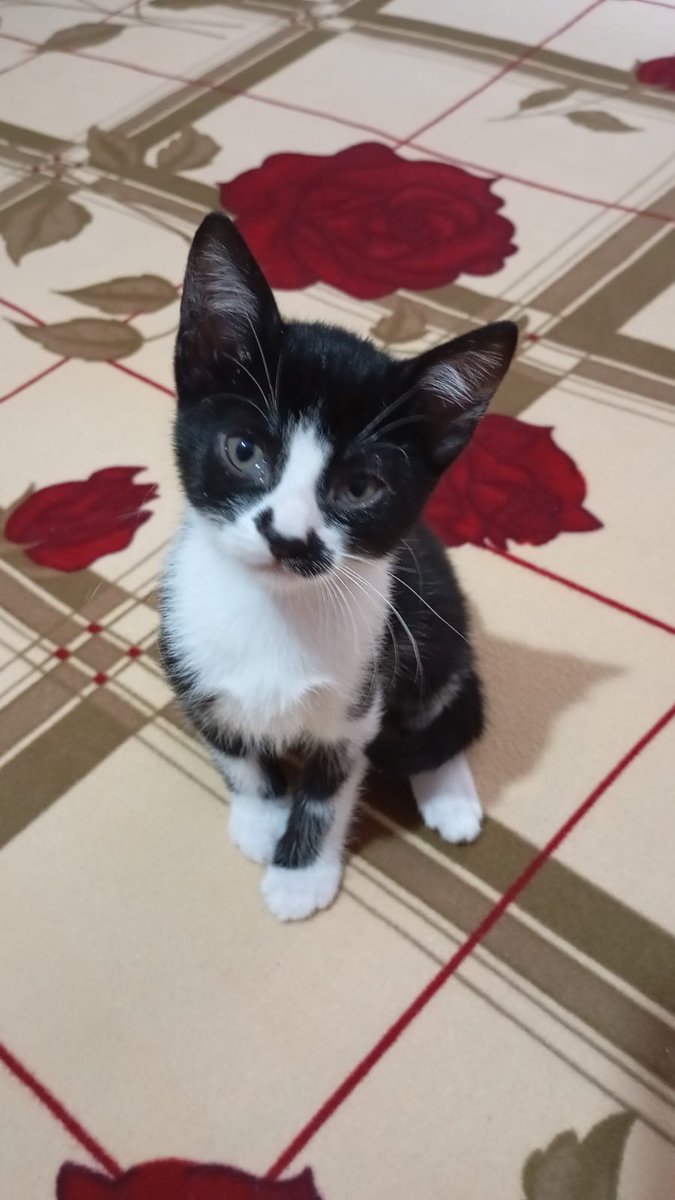 YUVA İLANI
Bu bebeğimi bir kişi bile sormadı. Zamanımız maalesef azalıyor. Onu ve kardeşlerini sahiplendiremezsem mecburen güvenli bir bahçeye bırakacağım. İstanbul içi acil yuva arıyorum. Lütfen paylaşım desteği verir misiniz?