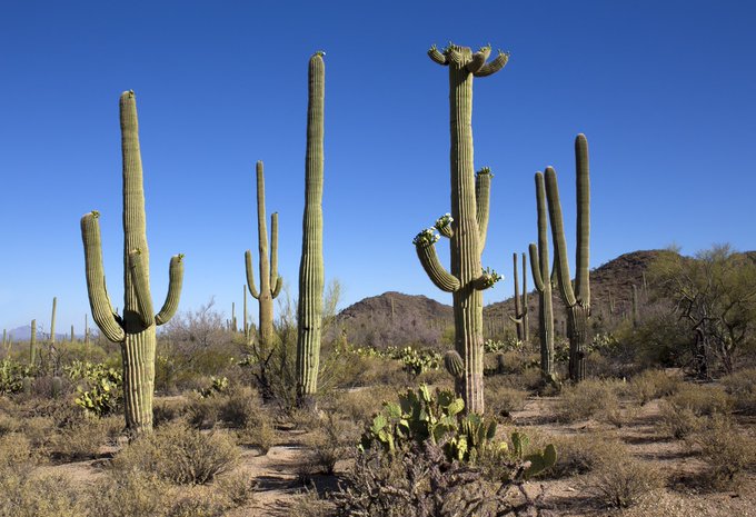 The White-winged Dove of the Americas can feed on cactus fruits, and take nectar from cactus flowers. 
These doves are major pollinators of the iconic Saguaro cactus.
The Saguaro blossom is the state wildflower of Arizona.