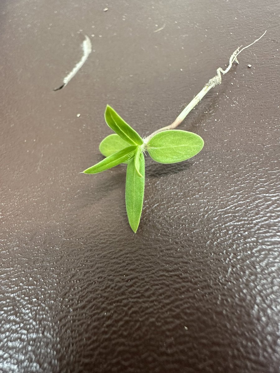 #weedIDFriday
 What kind of weed it is??