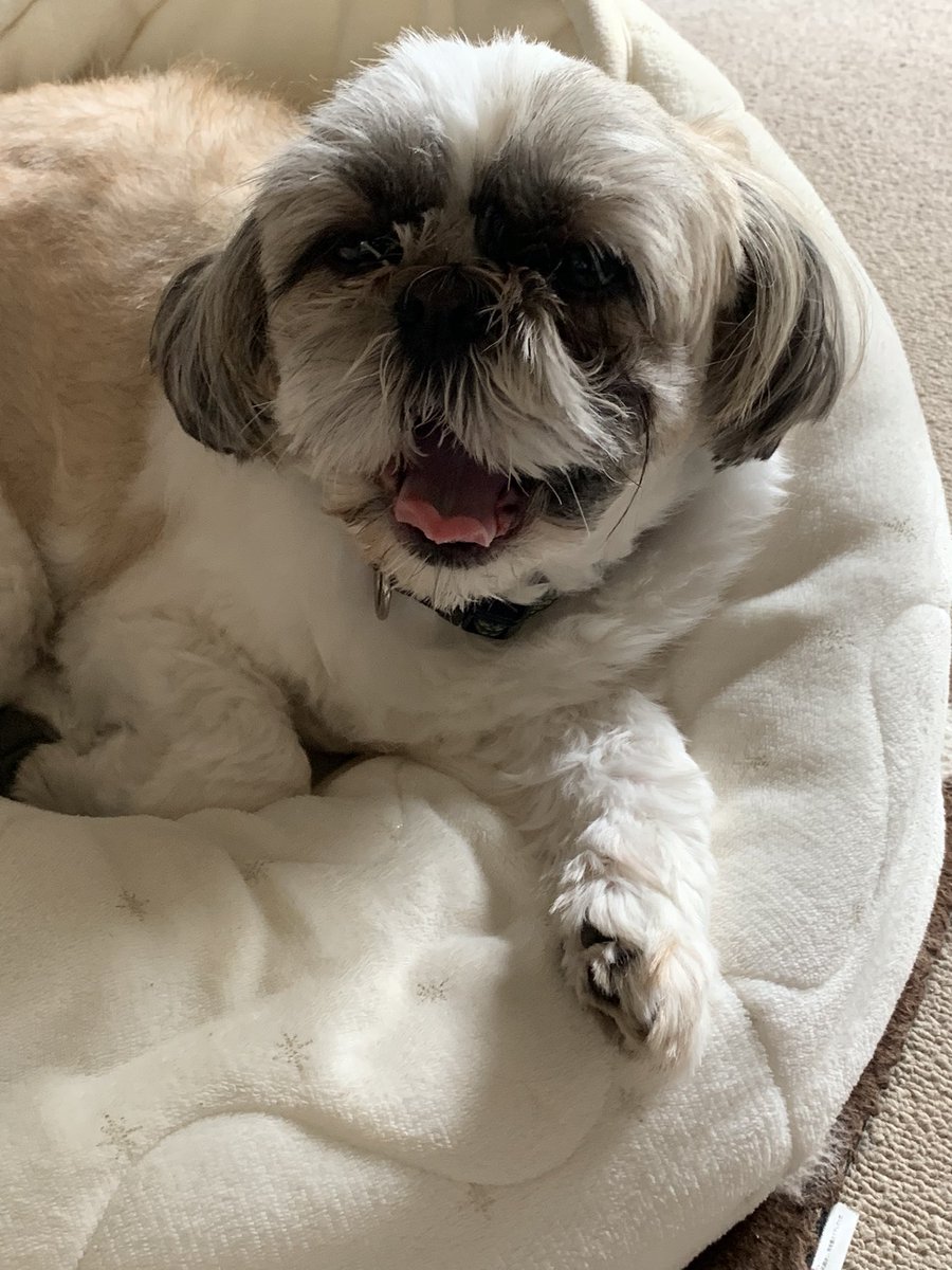 おはよう〜🐶🫧むにゃむにゃ
#犬のいる暮らし
#シーズー