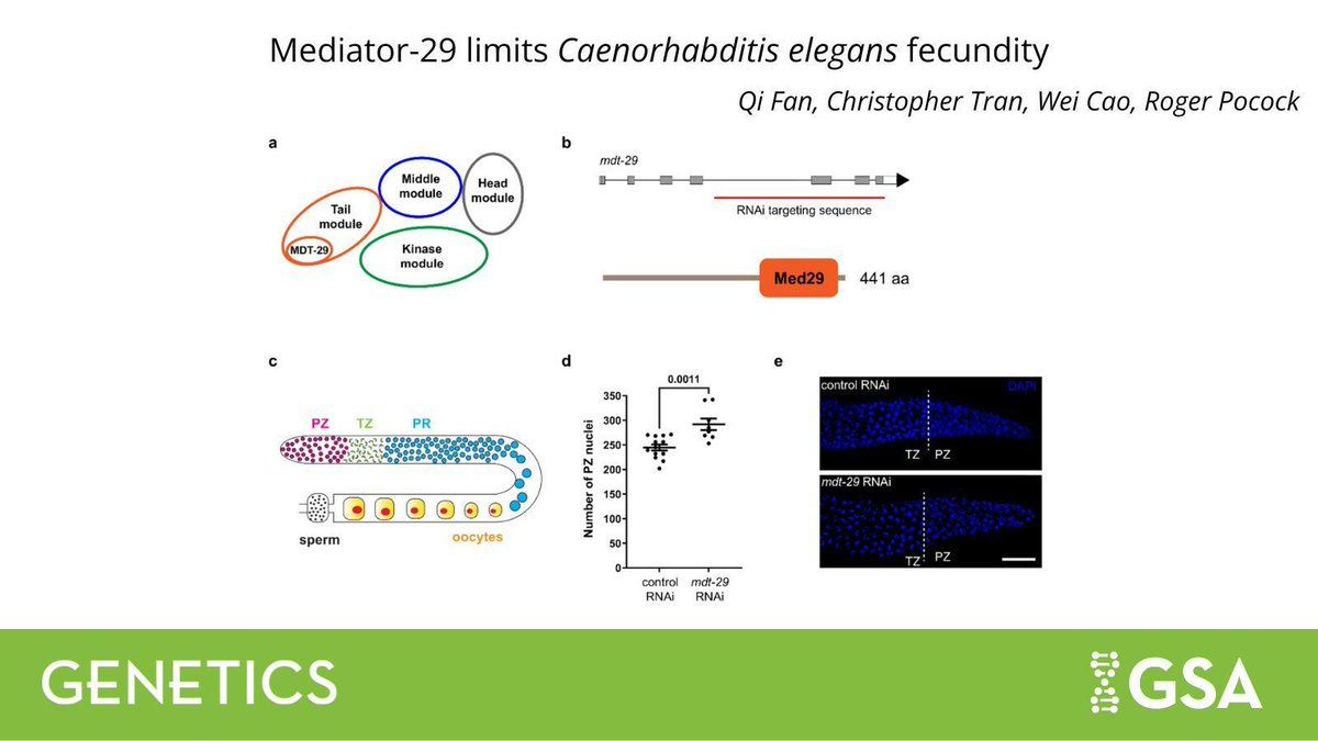 Genetics Society of America (@geneticsgsa) on Twitter photo Functional depletion of MDT-29 during the larval germ line development in #Celegans boosted fecundity through an expansion of the germline stem cell pool & decreased germ cell apoptosis.🪱
Learn more about this #GENETICS study from <a href="/RogerPocockMelb/">Prof. Roger Pocock 🏳️🌈🔬now @rogerdjp.bsky.soci</a> lab: buff.ly/21pVeb6 Functional depletion of MDT-29 during the larval germ line development in #Celegans boosted fecundity through an expansion of the germline stem cell pool & decreased germ cell apoptosis.🪱
Learn more about this #GENETICS study from <a href="/RogerPocockMelb/">Prof. Roger Pocock 🏳️🌈🔬now @rogerdjp.bsky.soci</a> lab: buff.ly/21pVeb6