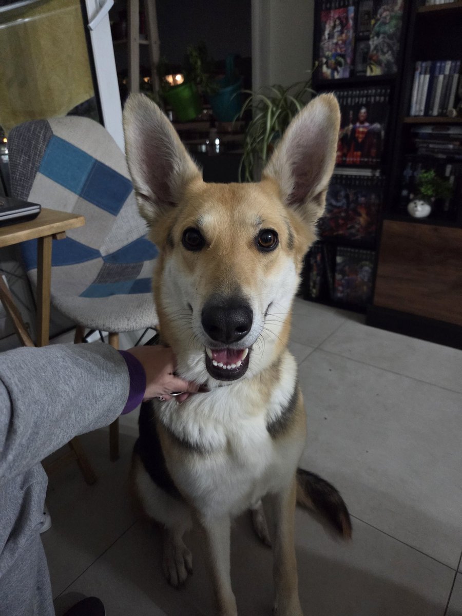 Se da perrita en adopción
Edad: 1 año y medio aprox
22kg
Raza: Corgi mutante
Más info al DM
#Adopta #perro #ñuñoa #santiagodechile