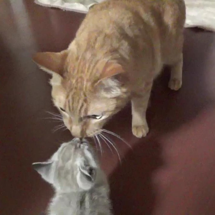 たるととかりん