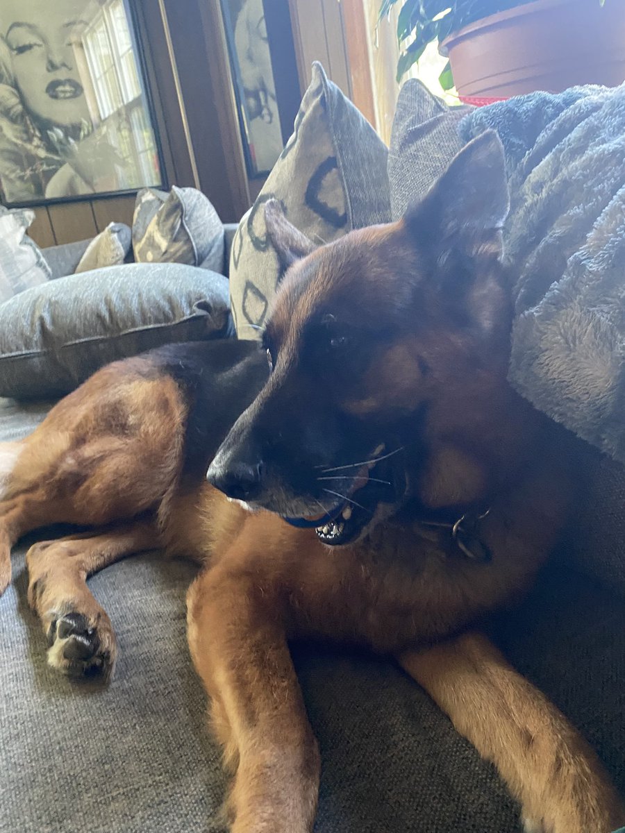 fara_hunter's tweet photo. Lazy ball play!
@chuckittoys
#ballobsessed
#GermanShepherd
#dogsofX #BestFriend
#Arkansas https://t.co/mBCcQfSVyL