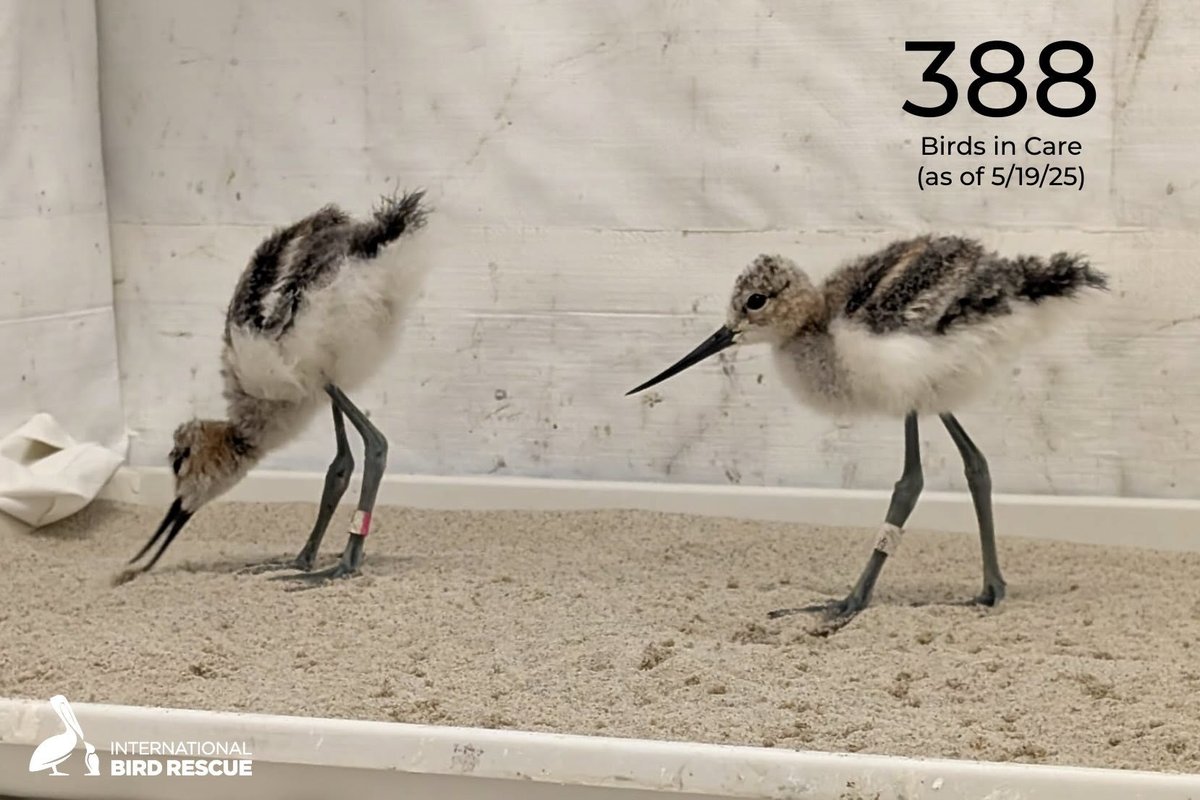 IntBirdRescue's tweet photo. 388 birds in care this week. 251 pelicans admitted—and baby bird season is just getting into full swing.
Both centers are packed, and every patient counts. 💙🐣 #BirdsInCare #PelicanCrisis #WildlifeRehab #BabyBirdSeason #SpringSurge #ConservationInAction https://t.co/9qZ7At7Rof