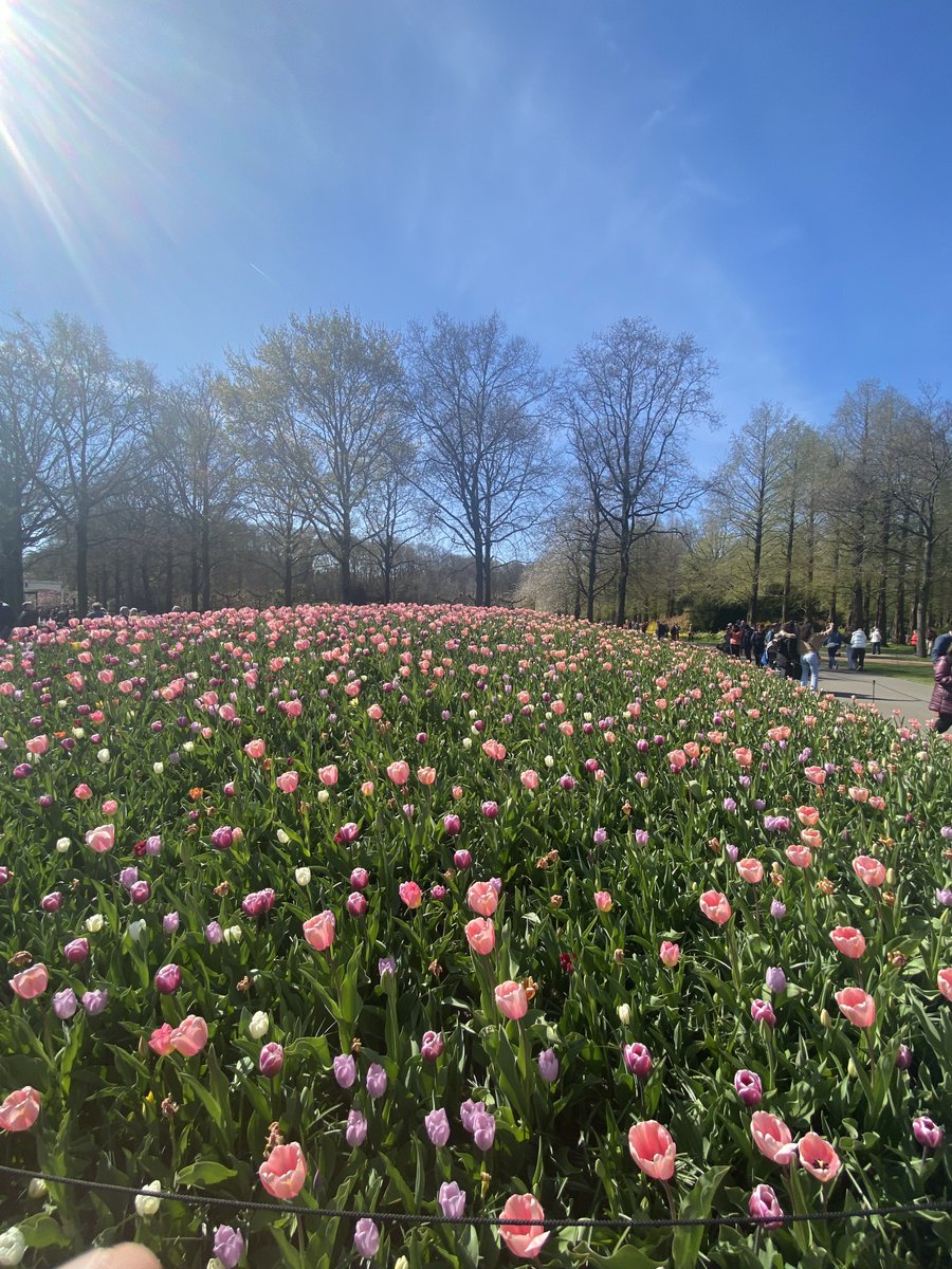 miiis71's tweet photo. Flowers 🌺 https://t.co/LK9OlXL41K