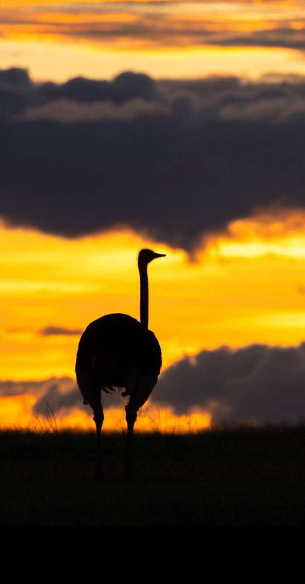 صور من محمية ماساي مارا الوطنية في كينيا 🇰🇪 
هل عشت تجربة " رحلات السفاري " من قبل ؟
أو حاطها في قائمة أمنياتك ؟ 🦒

© تصوير مصور مَدرج المُعتمد :
نواف العصيمي | 𝗡𝗮𝘄𝗮𝗳 𝗔𝗹𝗢𝘀𝗮𝗶𝗺𝗶