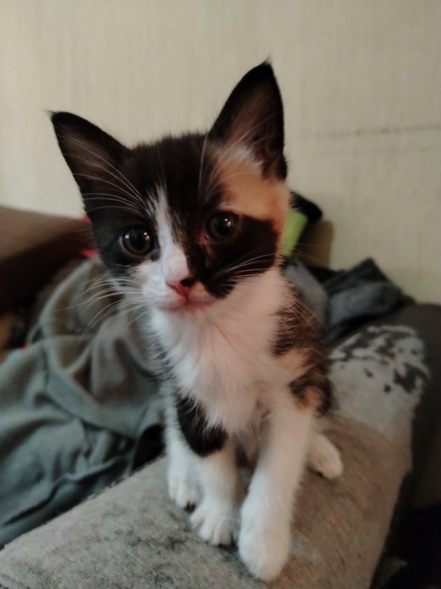 Mi nueva adquisición: la Princess