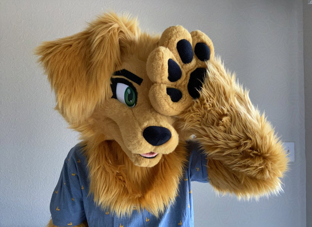 too warm already...

#FursuitFriday #CalypsoGolden
