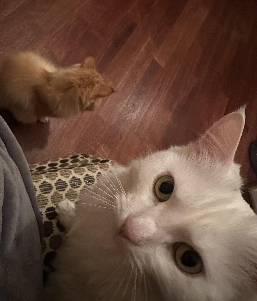 avalaina's tweet image. It's thunderous explosions, and the cats are scared. We're sitting in the corridor. We're waiting for where Russian ballistic missiles will hit. Putin convincingly demonstrates how he wants peace.