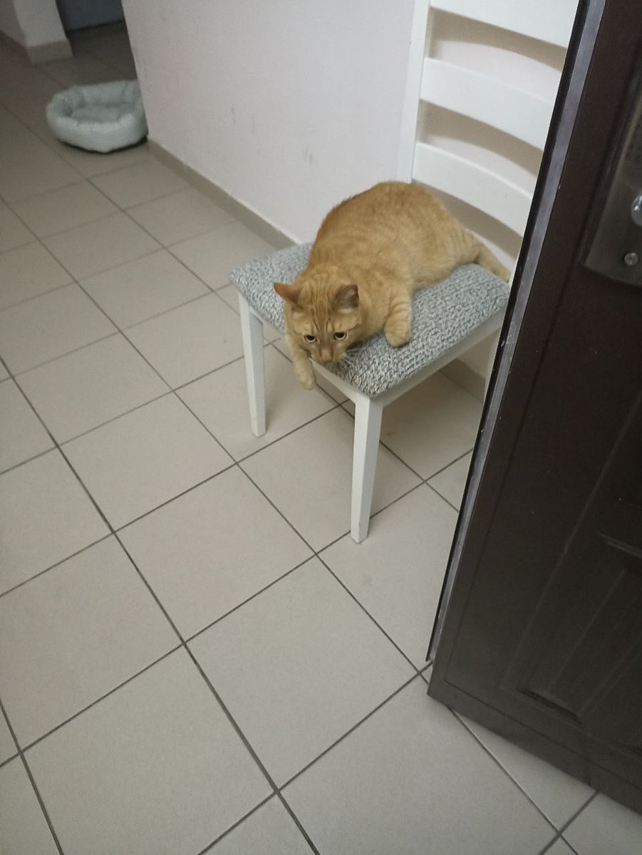 olena_ush's tweet photo. Piątkowy wieczór. Mogłabym robić milion innych rzeczy, ale od trzech godzin uspokajam mamę której totalnie puściły nerwy po dzisiejszym ataku kombinowanym na Kijów. Drony i balistyka. Atak wciąż trwa. Nie wiem czy kiedykolwiek czułam się tak bezsilna. Jebani ruscy terroryści https://t.co/e66j3qlPya