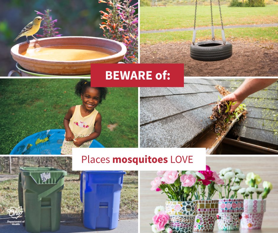 Stop mosquitoes before they start, check these places for any still, sitting water and dump regularly to prevent breeding. More on #mosquitoes🦟: bit.ly/3SDVU1v