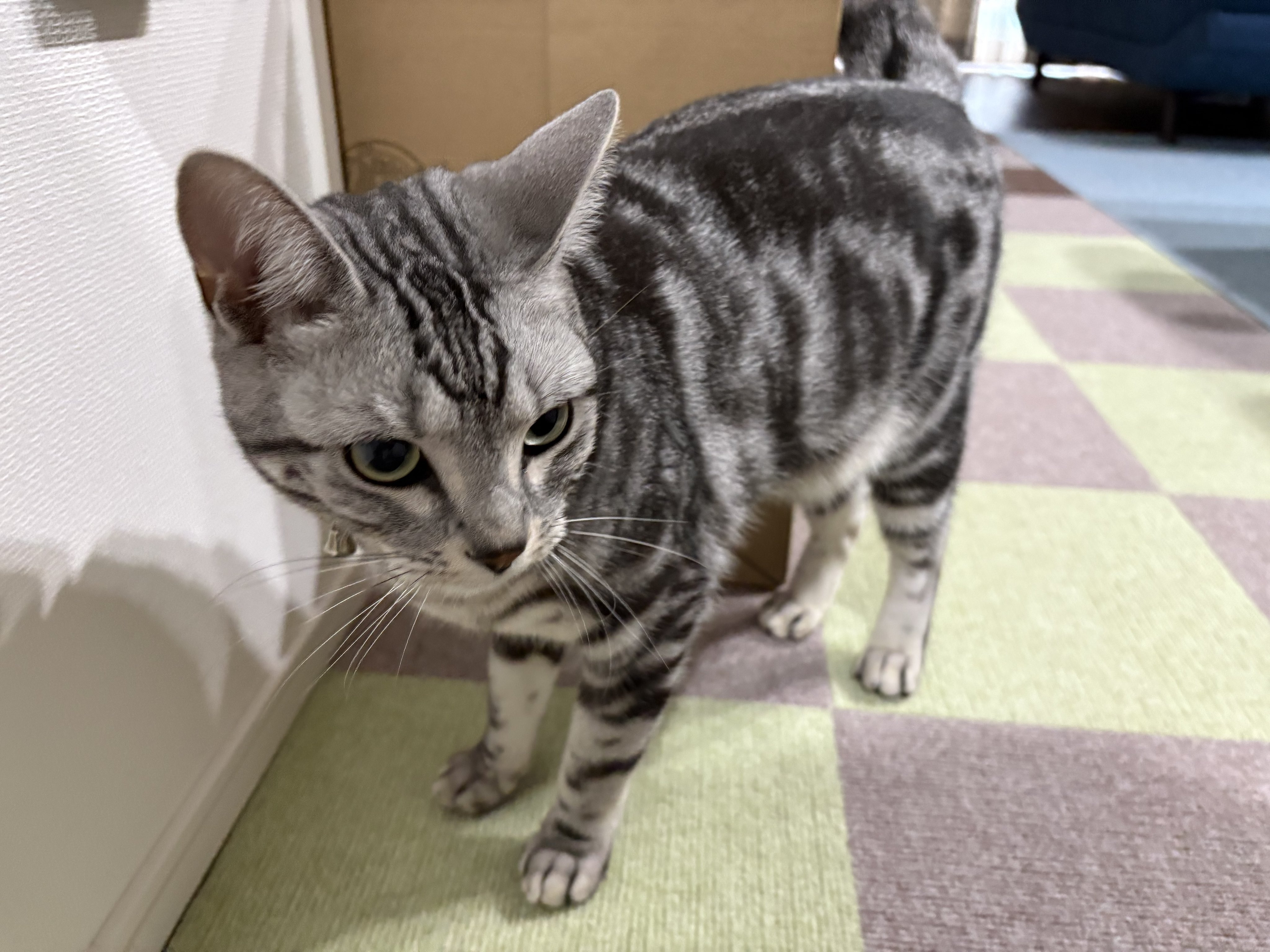 ヤス | ネコちゃんたちを激写 #ねこ #nikon #zfc | Instagram