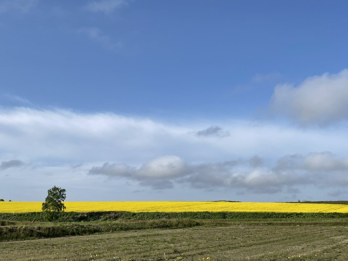菜の花 - Search / X