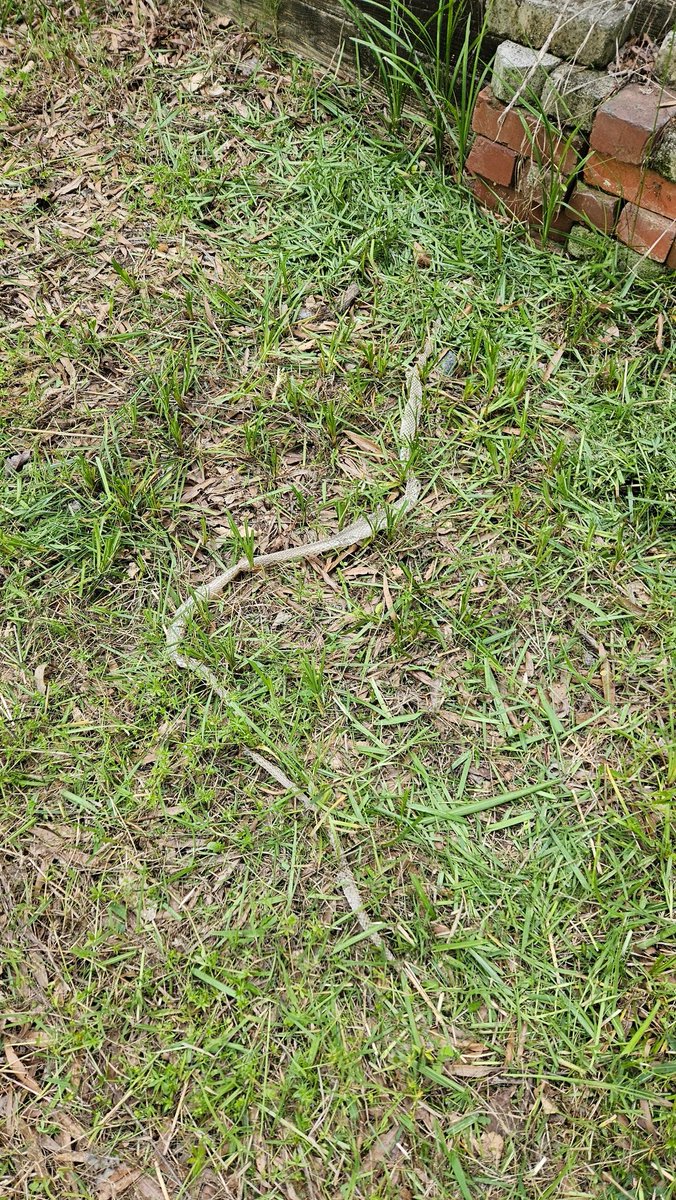 I doubt I want to find the #snake that shed this skin!  I'm guessing it is at least a 6 foot #snakeskin