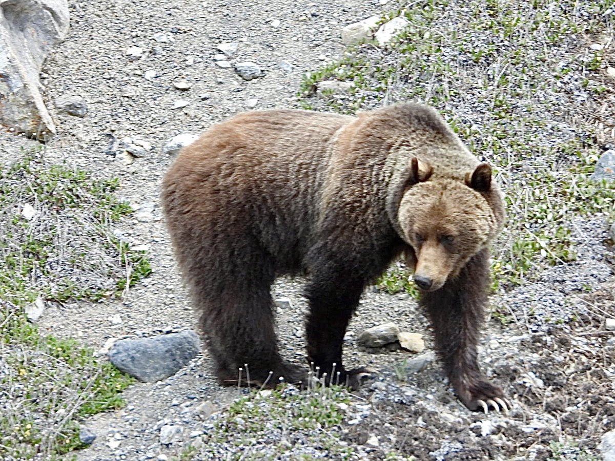 Grizzly Bear by the Icefield Pathway this afternoon.