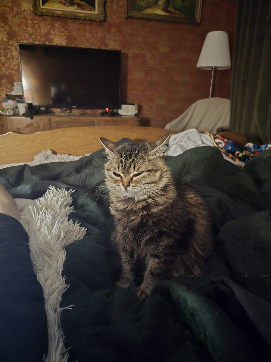 DoubleEmMartin's tweet image. ballistic missile attack on Kyiv and this was our trench rescue kitten’s reaction face to the explosions, think she’s about ready to take up arms herself