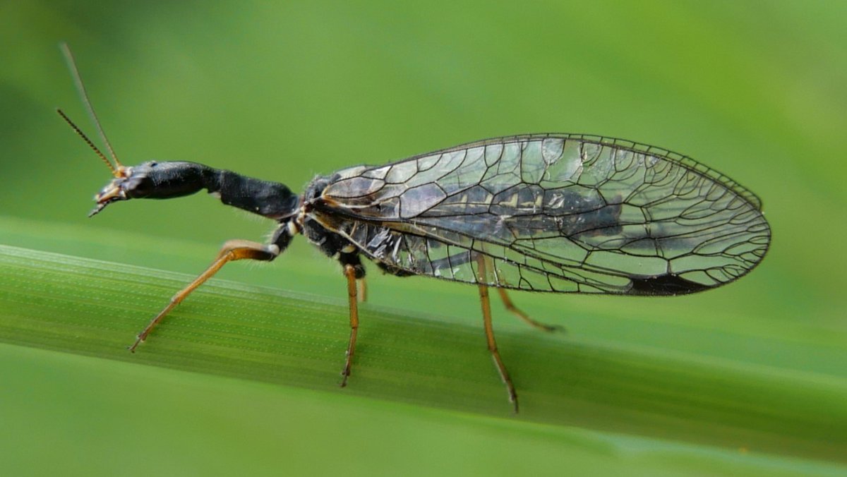 Simon Knott (@sjbknott) on Twitter photo Phaeostigma notata ♂ on unmown lawn today in Bengeo garden. Britain's largest snakefly, associated with Oak & immediately identifiable by its dark pterostigma. <a href="/hertsbna/">BNA – Herts branch</a> #Raphidiidae Phaeostigma notata ♂ on unmown lawn today in Bengeo garden. Britain's largest snakefly, associated with Oak & immediately identifiable by its dark pterostigma. <a href="/hertsbna/">BNA – Herts branch</a> #Raphidiidae
