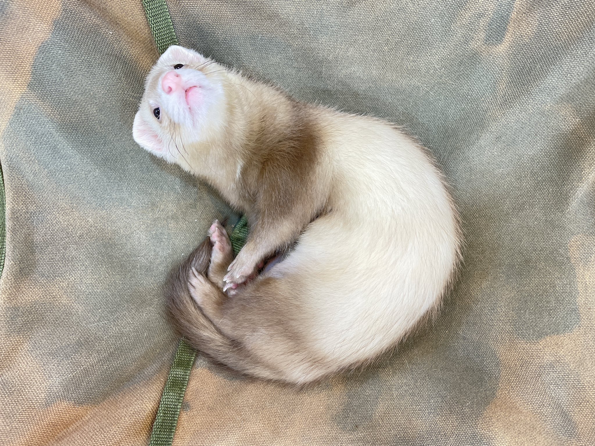 t*y様 ロングフェレット 白、グレー2体 FERRET WORLD | ページ 88