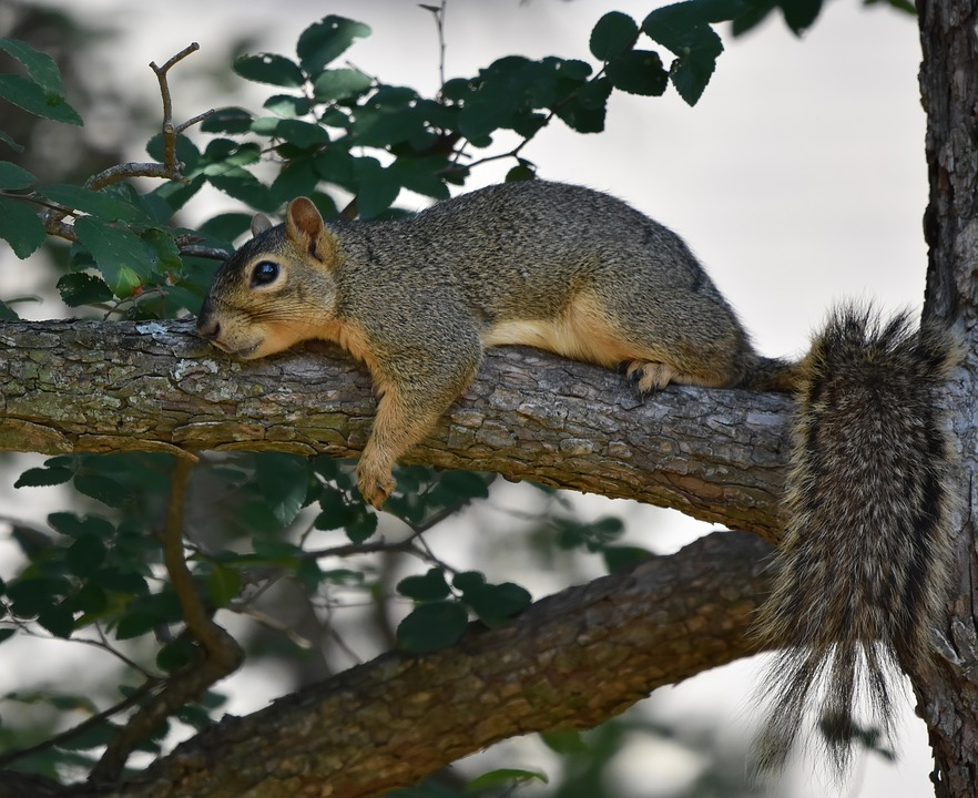Squirrel resting on a tree limb - photo