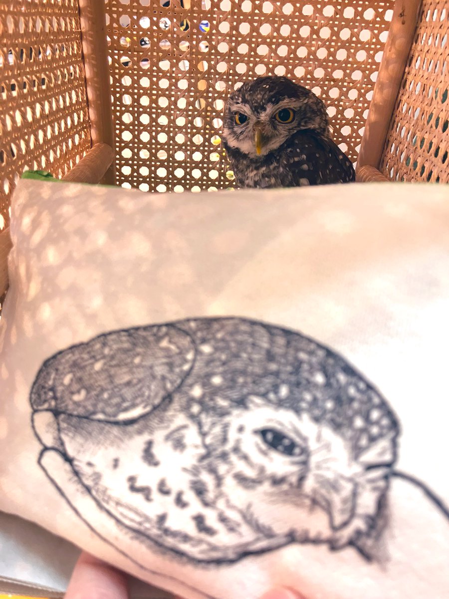 ミーポーチを後ろから見るミー