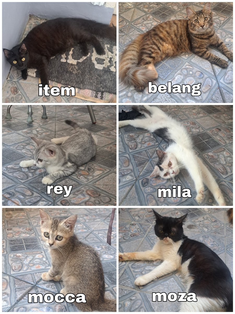 ada yang mau adopsi kucing kucingku? ga ada mahar atau biaya apapun, aku di daerah bekasi utara
khusus buat yang sayang kucing ya 😔🙏🏻 sebenernya berat buat ngelepas mereka, tapi di rumah udah terlalu banyak karena sering kecolongan dikawinin kucing liar 😣