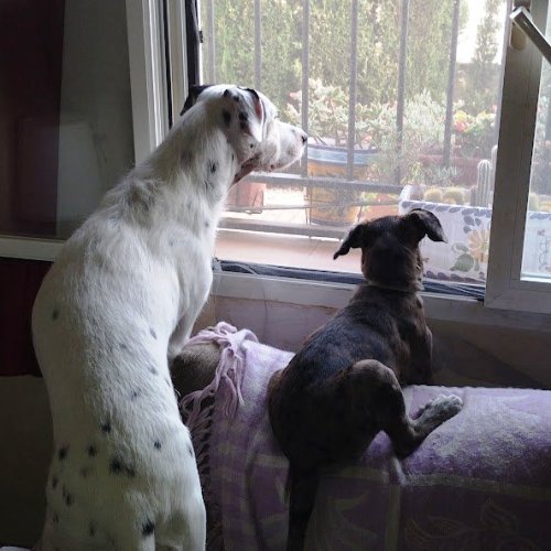 Tigger Club News Repawters:
Read Lucy and Nelson's latest repawt.
tigger.club/ers-rep
You can catch up on their previous repawts too.
#TiggerClubNews #Repawter
<a href="/Europeanrel/">Team dog Nelson and Lucy #Removalshounds</a>
<a href="/ashleyrclark1/">Ash@ErsRemovalservicesltd</a>