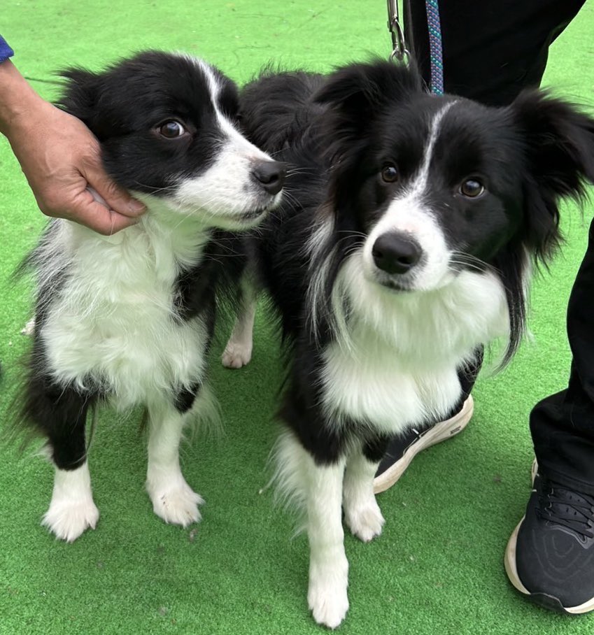 顔横のピロピロ毛抜けて今年も夏しーちゃん始まった

冬しーちゃんは顔横にピロピロ毛有り
隣はしーちゃんママ