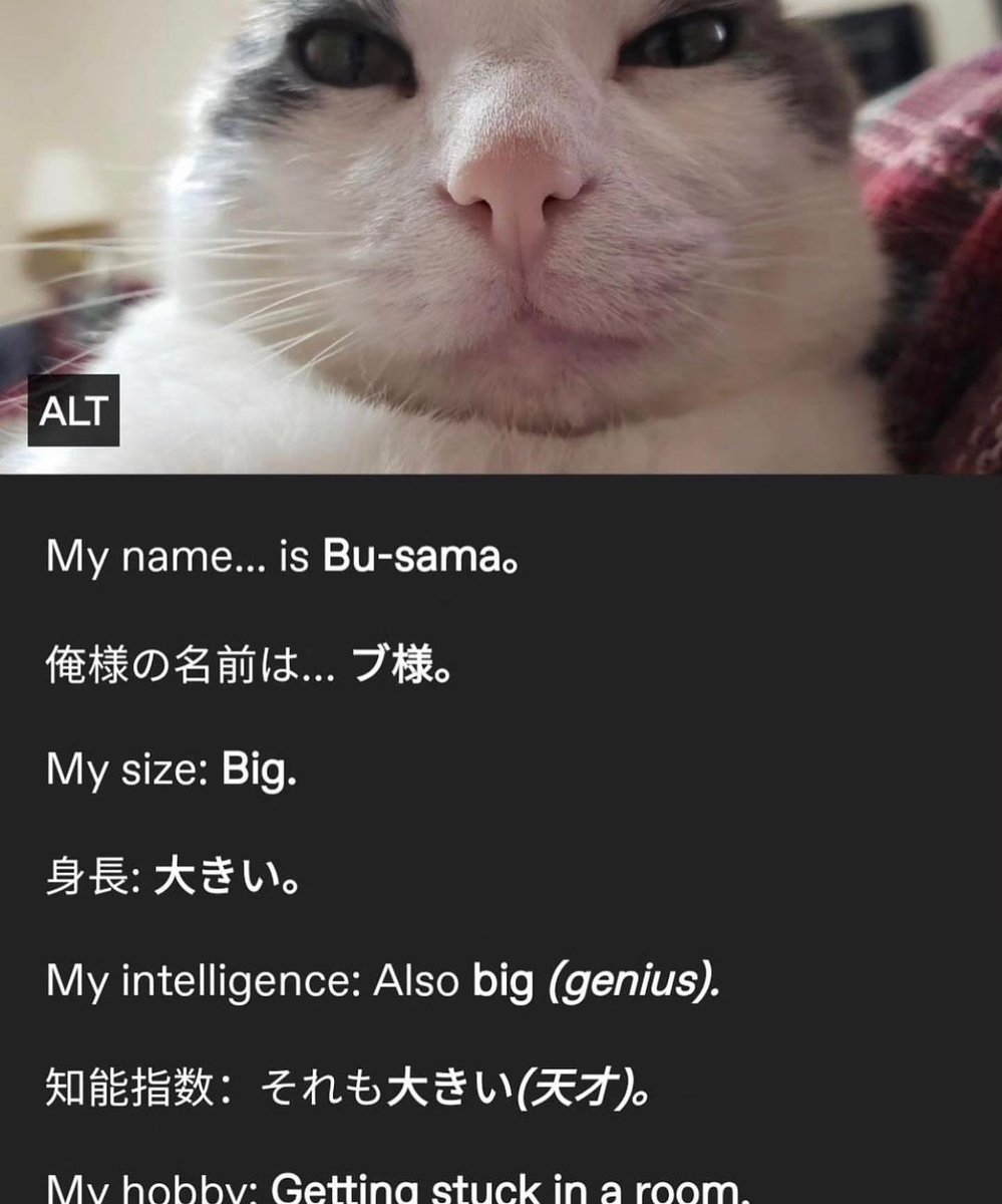 Punch Cat (@punchingcat) on Twitter photo 