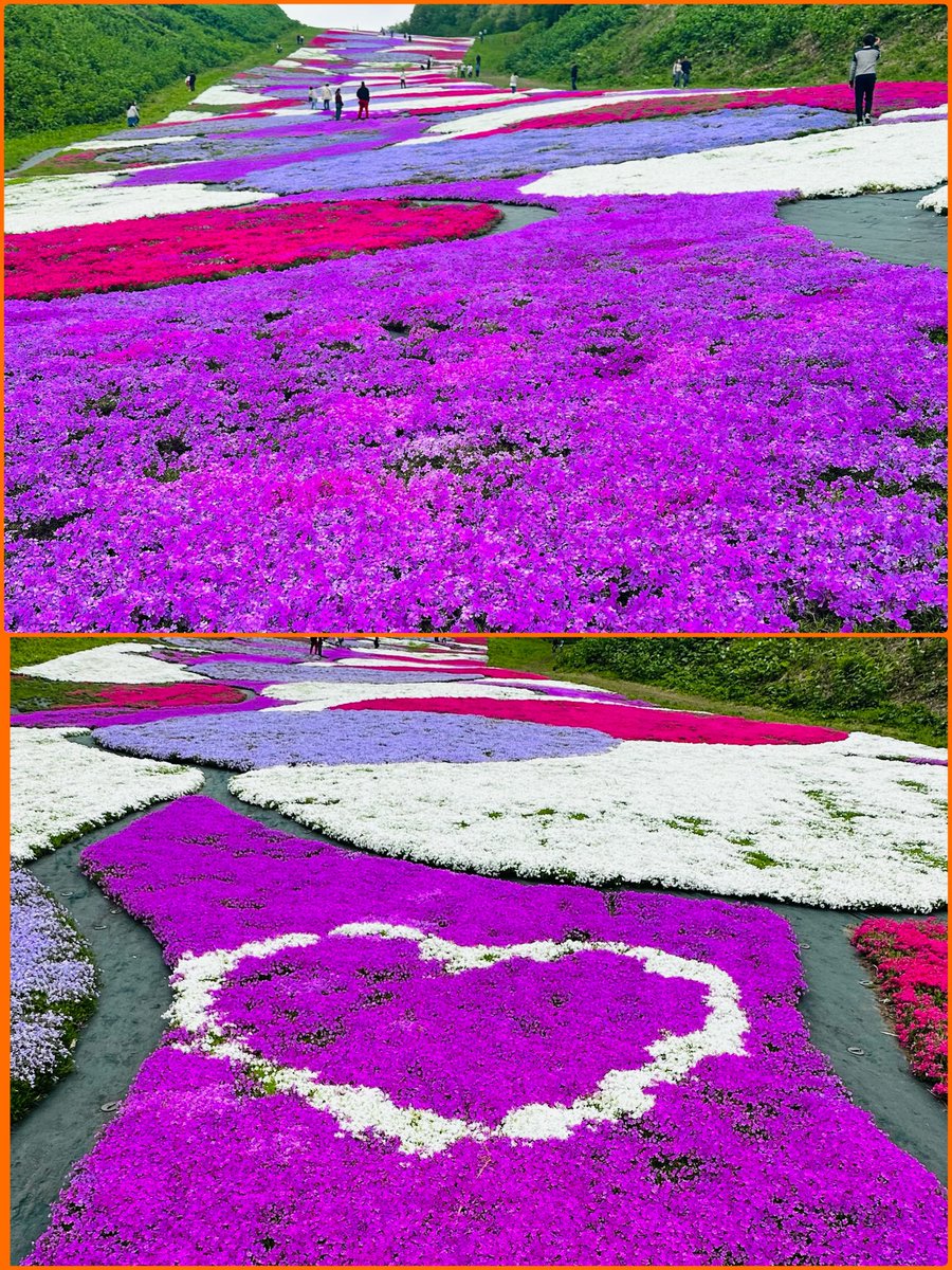 こんにちはラウンジさくら🌸です。
久々投稿です。先日行って来た奥入瀬渓流スキー場の芝桜綺麗でした。今月いっぱいみられるそうです。今週見頃みたいですが、明日☔️模様。行くなら今日⁉️そしてさくらは前に居た子が復活しました。本日5名のキャストでお待ちしております😆ぜひお立ち寄り下さい。