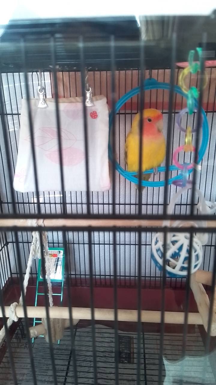 ポインコと山歩き予定🐥🐾 (@paopaopanda_jp) / X