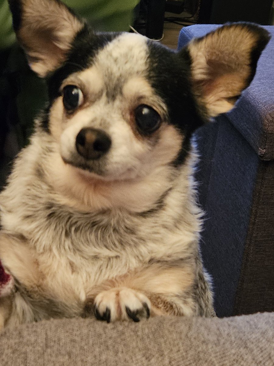 petalsemblance's tweet photo. My sweet sweet baby passed away today. My heart is so heavy. I miss her so much. https://t.co/gtTLDSQHUd