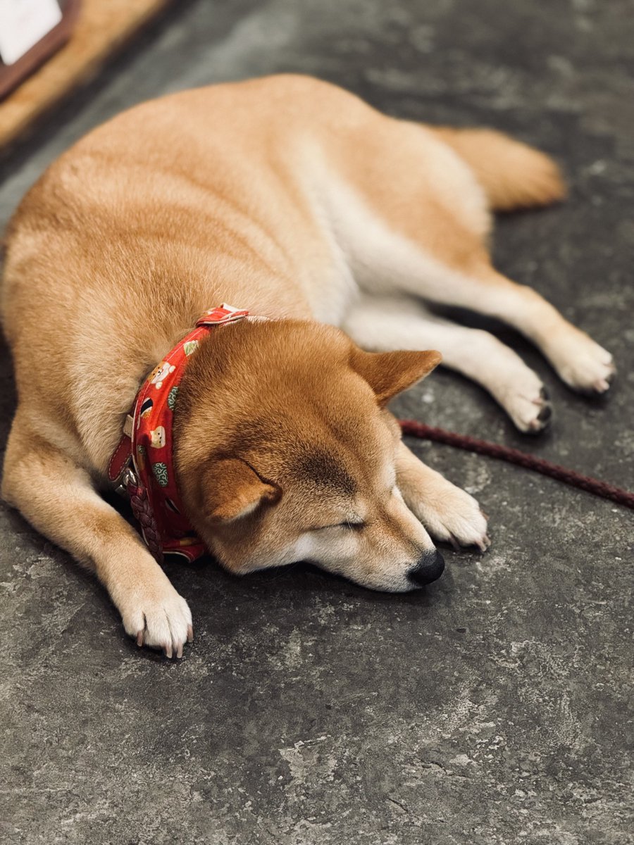 看板犬が起きた！あ、寝たか。が早すぎて翻弄される。