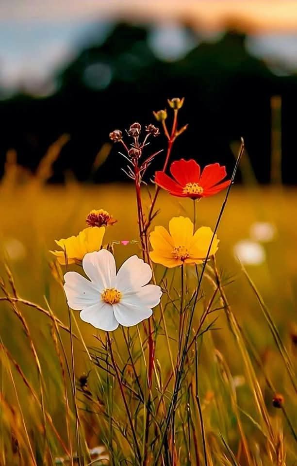 Assalam O Alaikum 

May God Bless you with a peacful life Ameen 

Good Morning X family