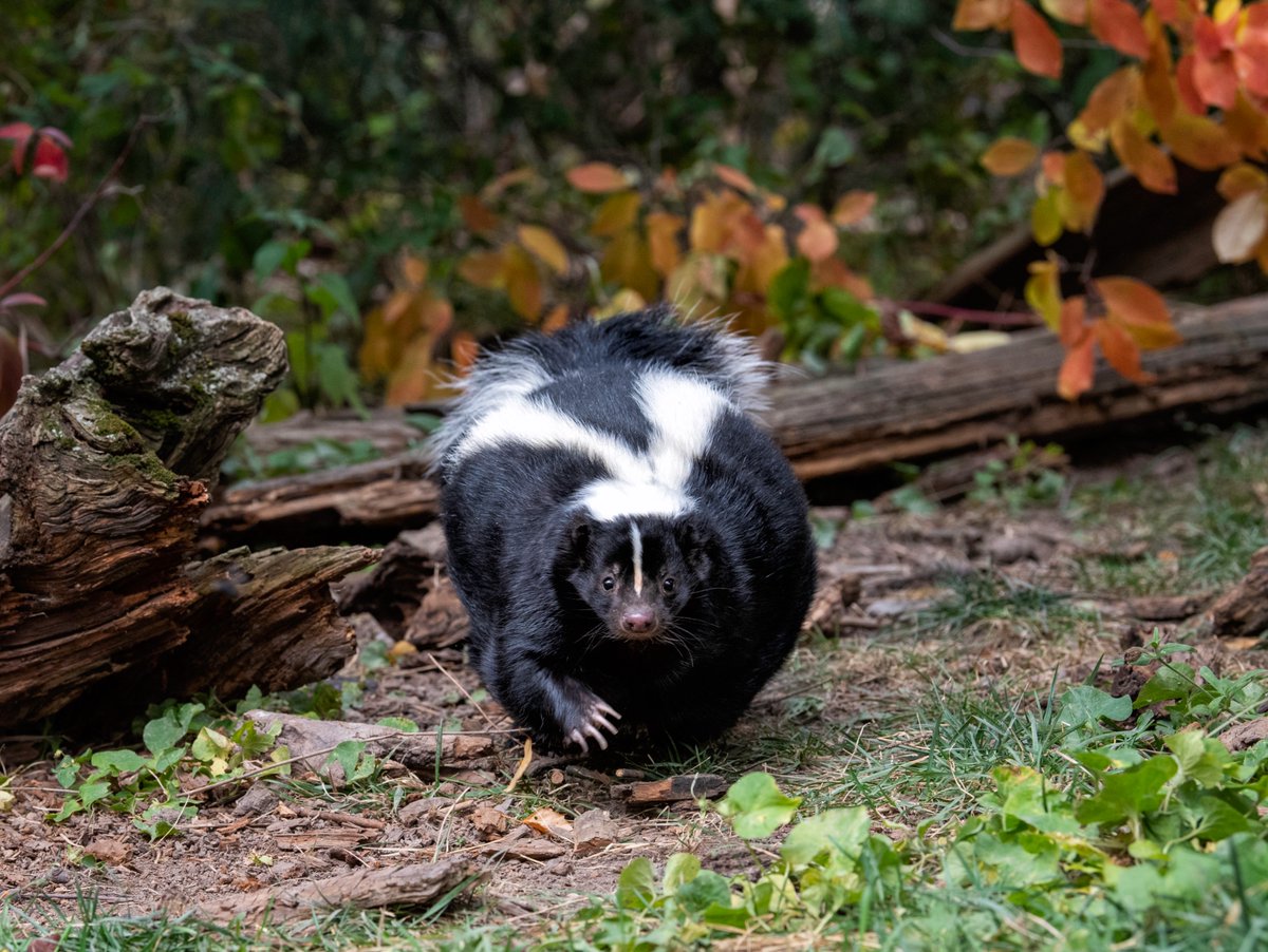 AnimalPlanet's tweet image. A striped skunk on a mission! 🖤

📸: Kathleen Reeder

#skunk #stripedskunk #wildlife