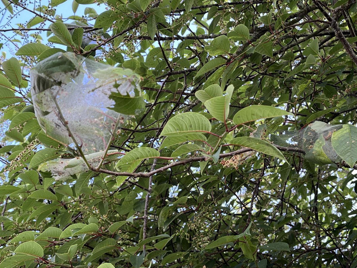 Tent caterpillars on bird cherry